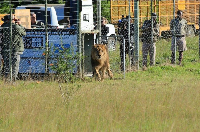 lion 2 lion 2