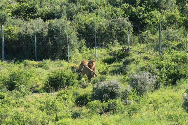 lion 4 lion 4