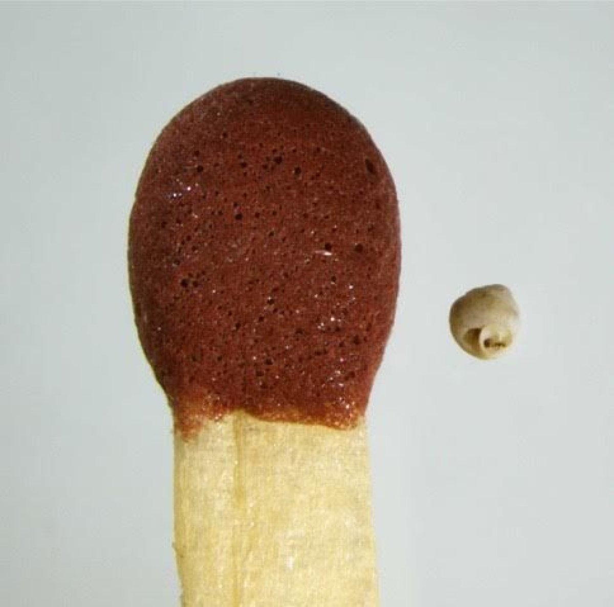 snail-match-head