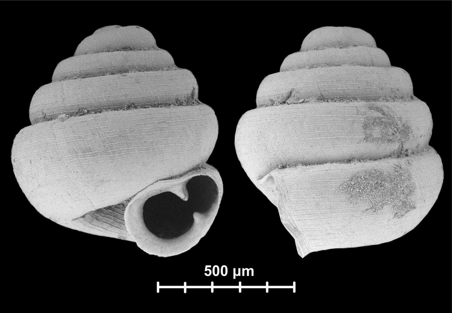 tiny-snail