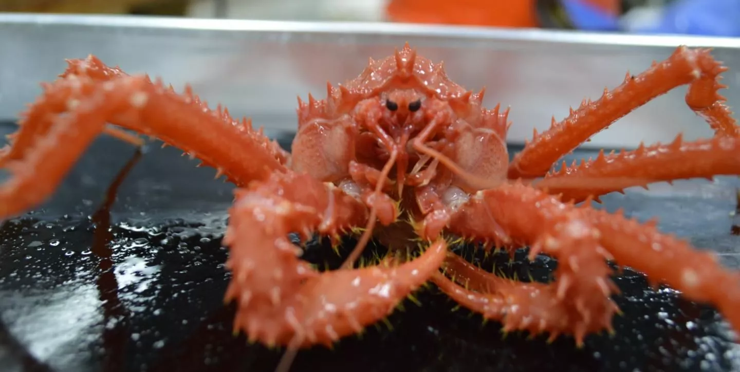 King Crabs Are Invading Antarctica, Thanks to Warming Oceans