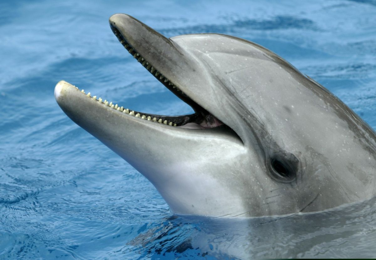 Dolphin smartphone