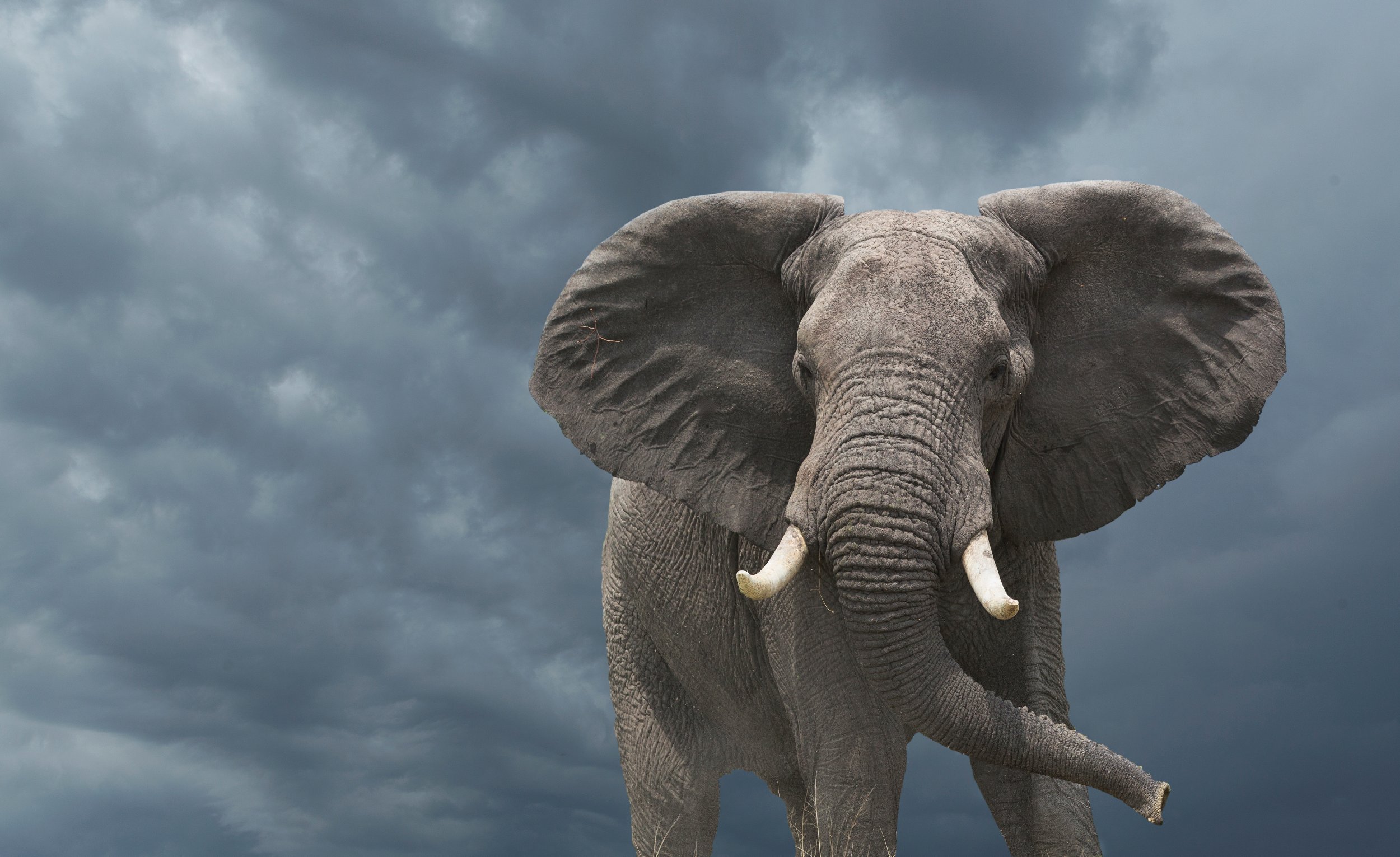 Why Elephants Don T Get Cancer And What That Means For Humans