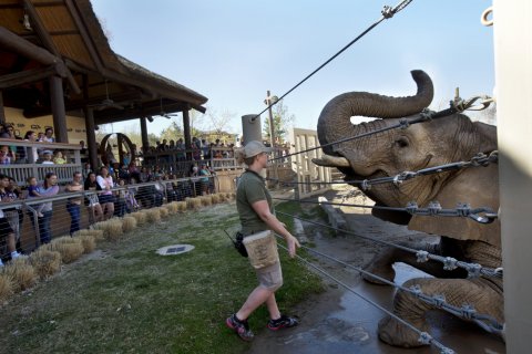 10_16_Elephant_Cancer_07