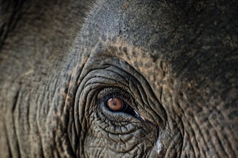 10_16_Elephant_Cancer_10