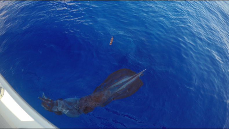 squid2