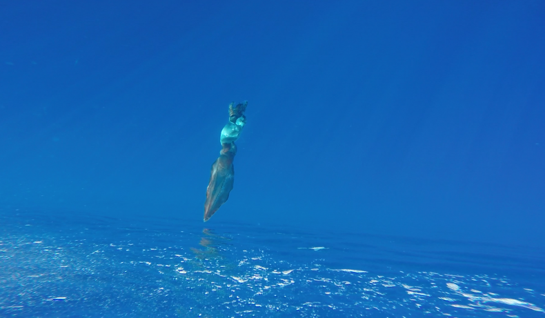 squid 5