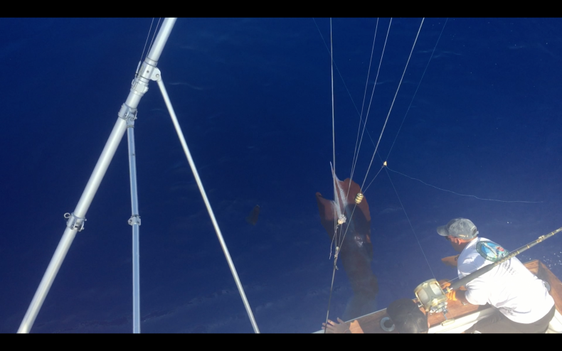 squid6