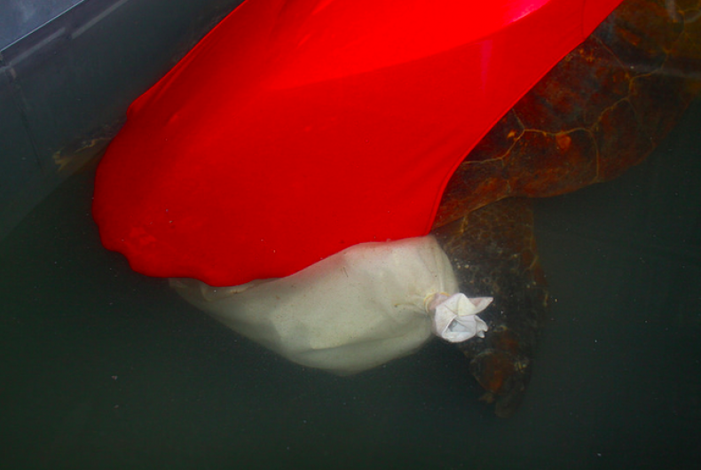 turtle5 turtle5