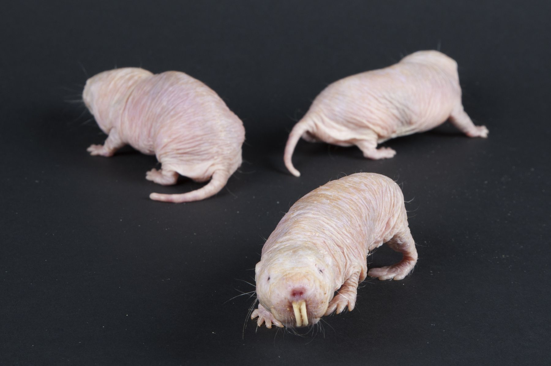 The Naked Mole-Rat's Cancer Resilience Makes It a Thing of Beauty...for  Researchers