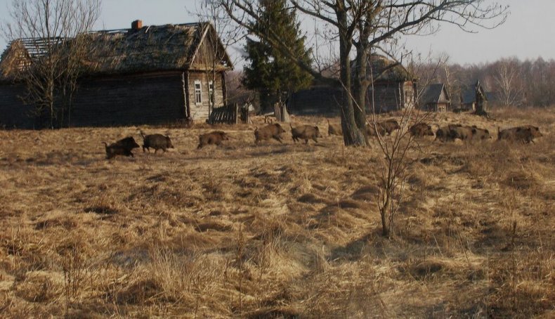 wild-boar-former-village