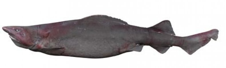 sofa-shark-Pseudotriakis-Microdon