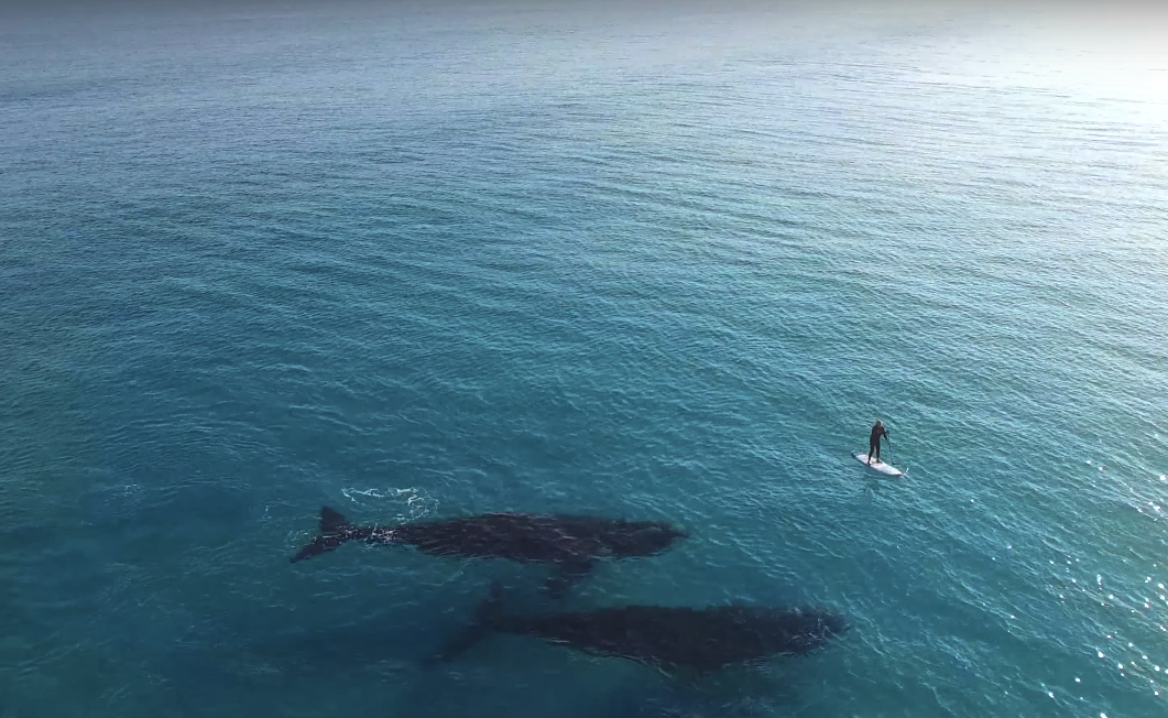 Watch Surreal Drone Footage Of Two Whales Approaching A