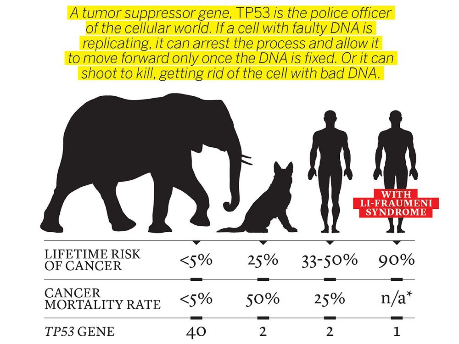 Why Elephants Dont Get Cancerand What That Means For Humans -