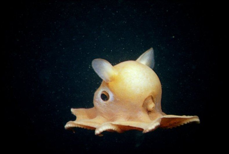 Dumbo-octopus
