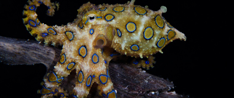 octo-blueringed-710x300