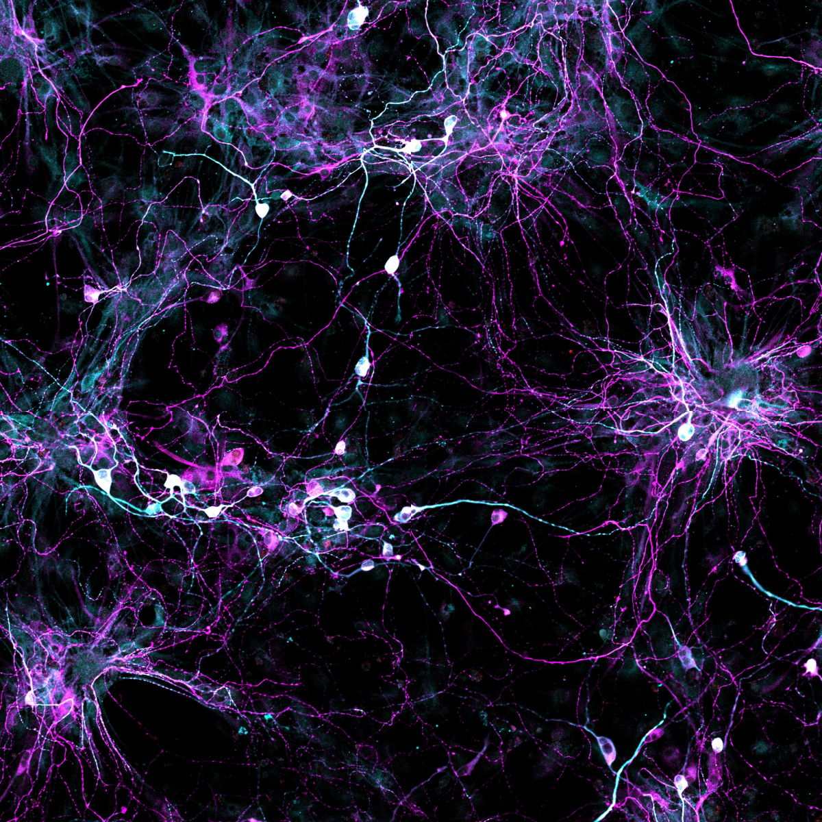 Neurons