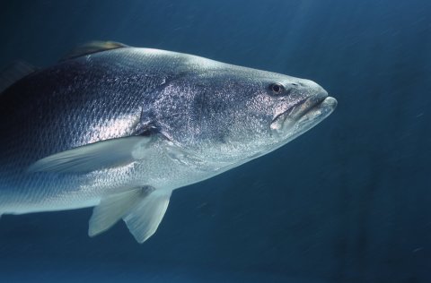 10_23_Vaquita_02