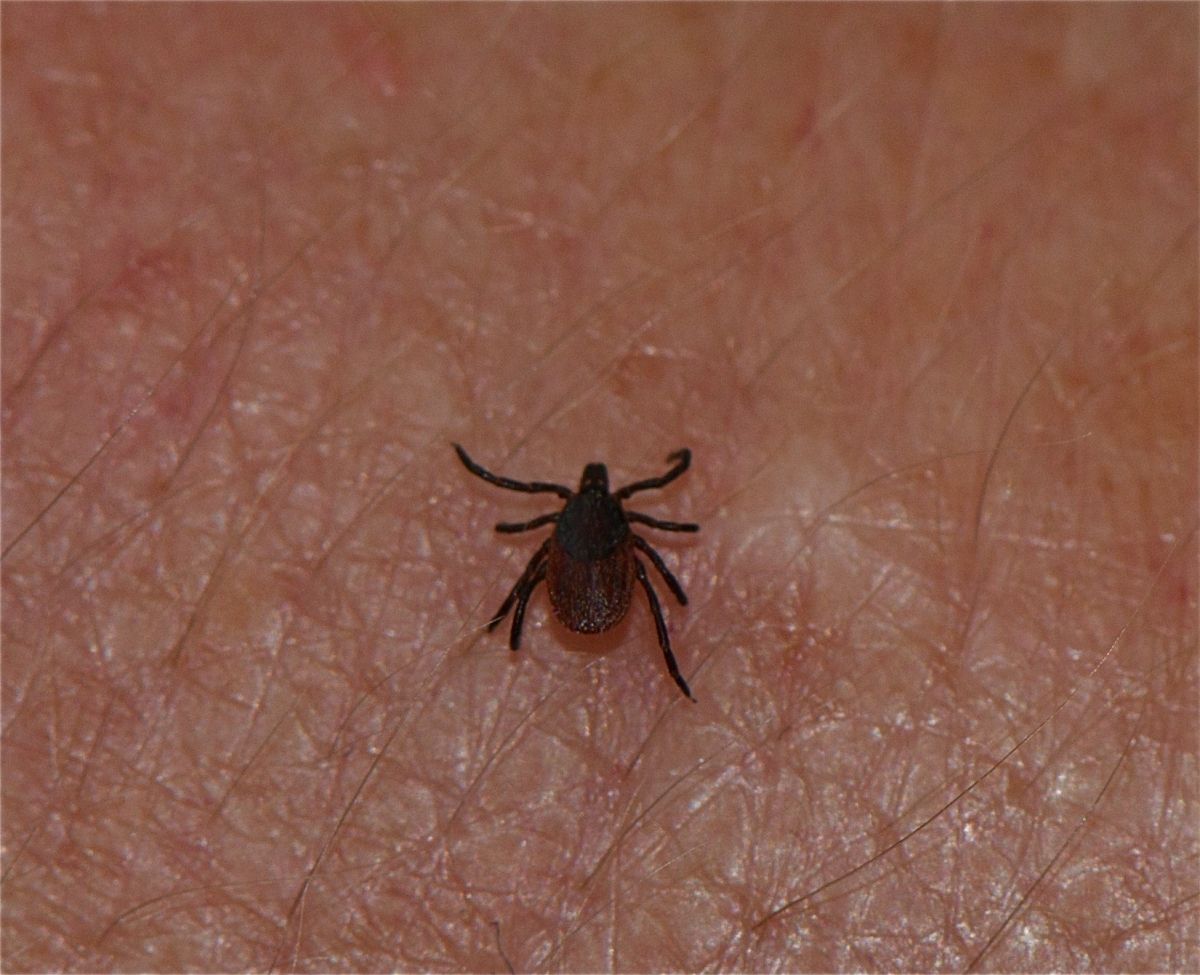 tick identification lyme disease