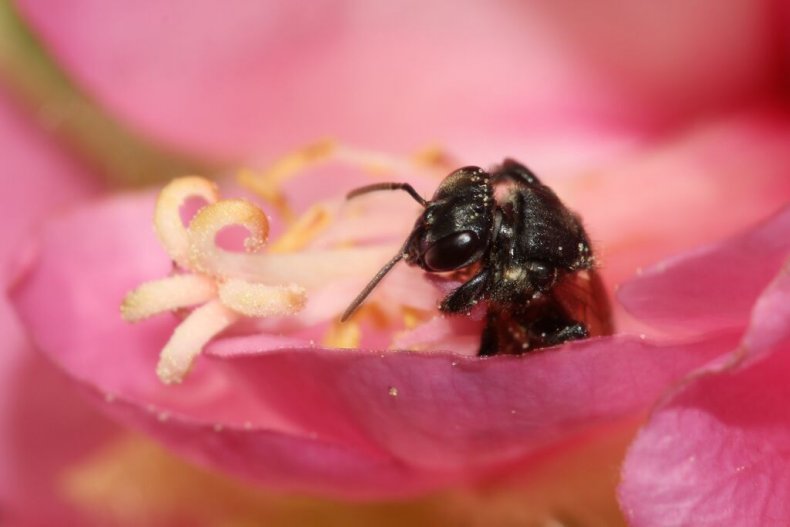 stingless-bee-pink-flower