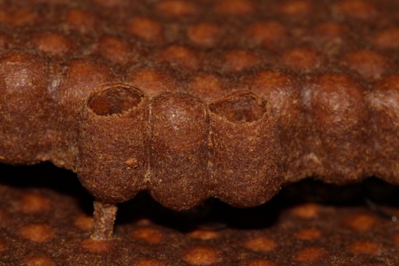 stingless-bee-chambers