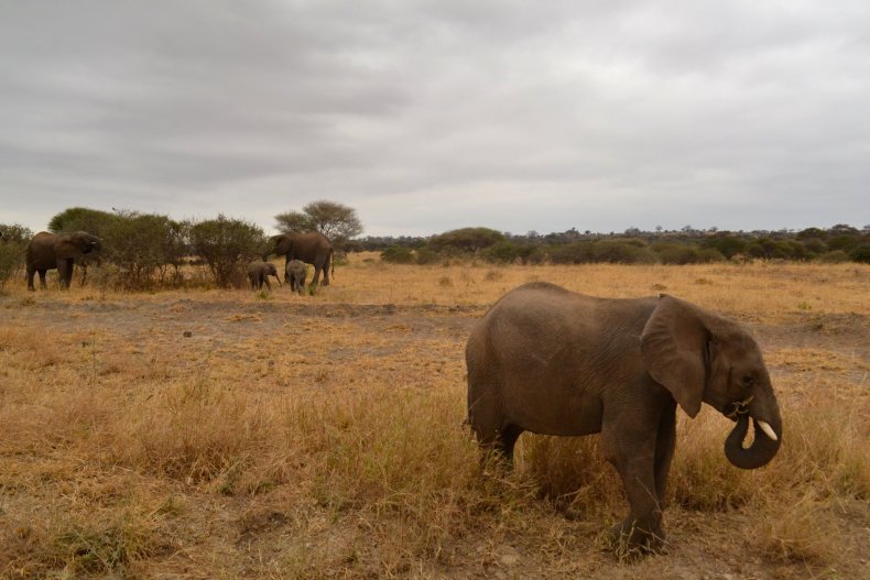10_22_elephants_02