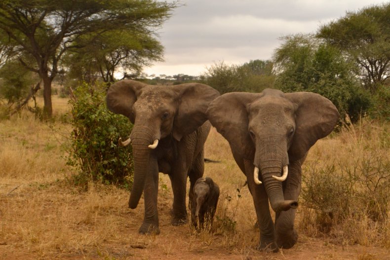 10_22_elephants_03