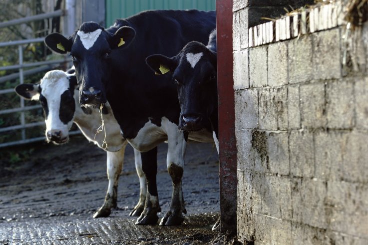 10_23_cows_01 10_23_cows_01