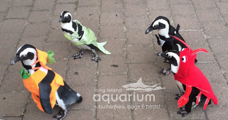 Halloween Penguins