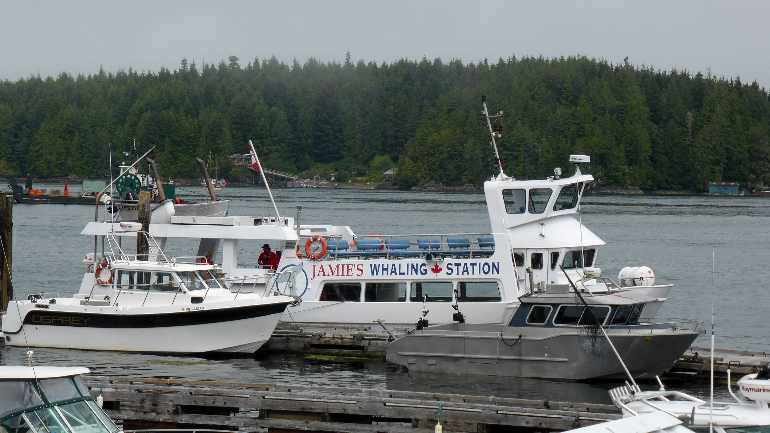 Five Dead And One Missing After Whale Watching Boat Sinks