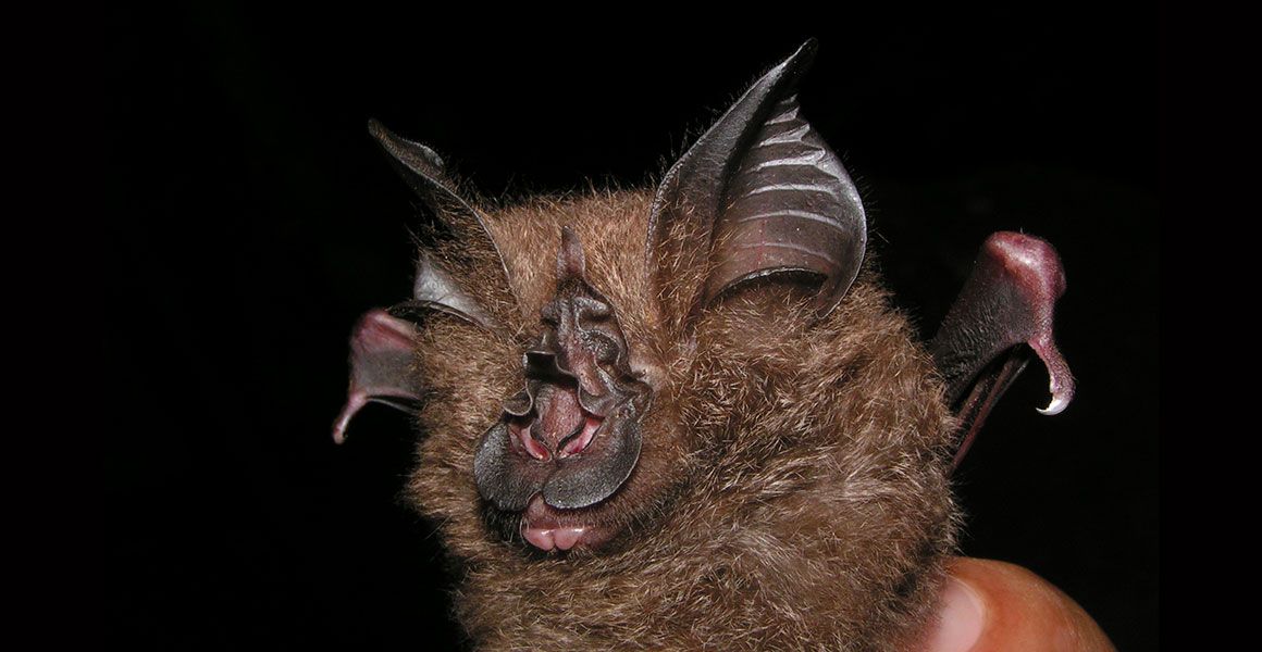Francis-woolly-horsehoe-bat