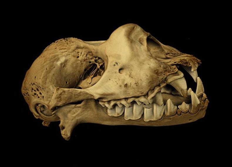 francis-bat-skull