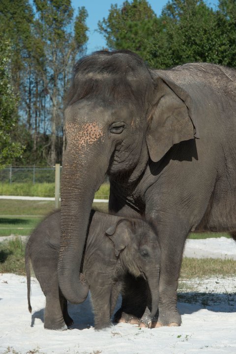 11_09_RinglingBrothersElephants_02