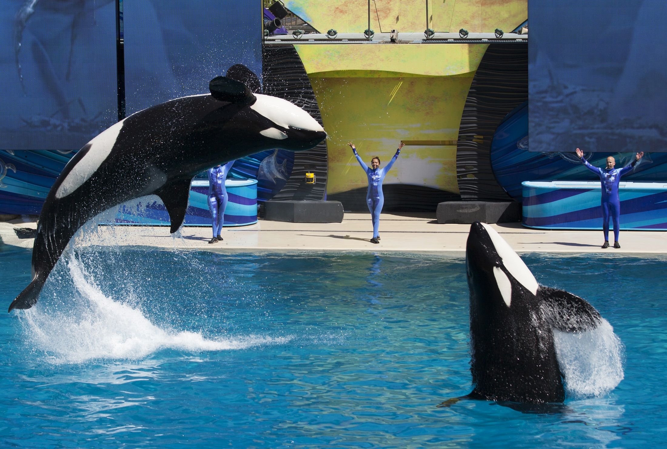 Animal Rights Groups 'Skeptical' of SeaWorld's Plan to End Killer Whale