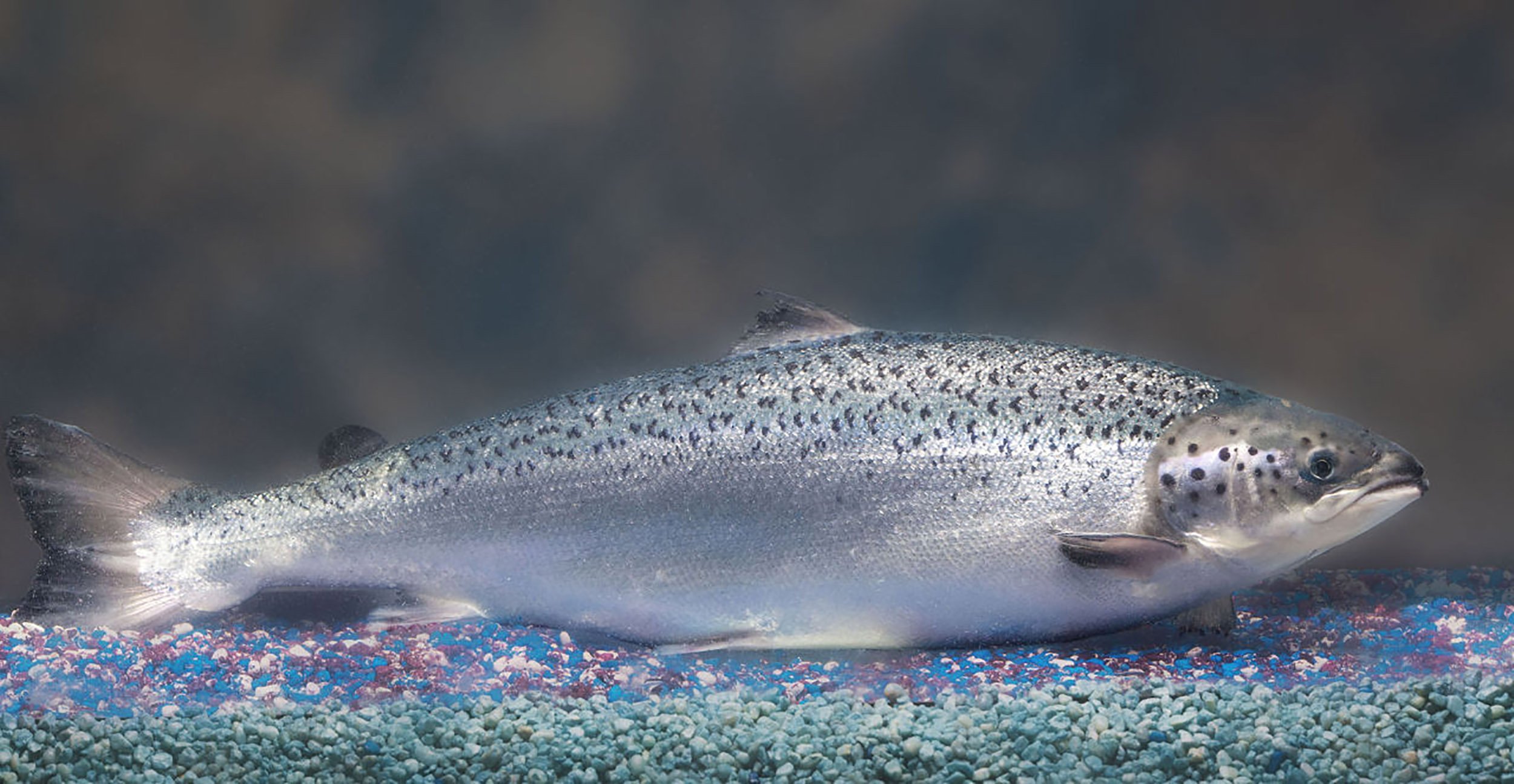 FDA Approves AquAdvantage Salmon The First Genetically Modified Animal 