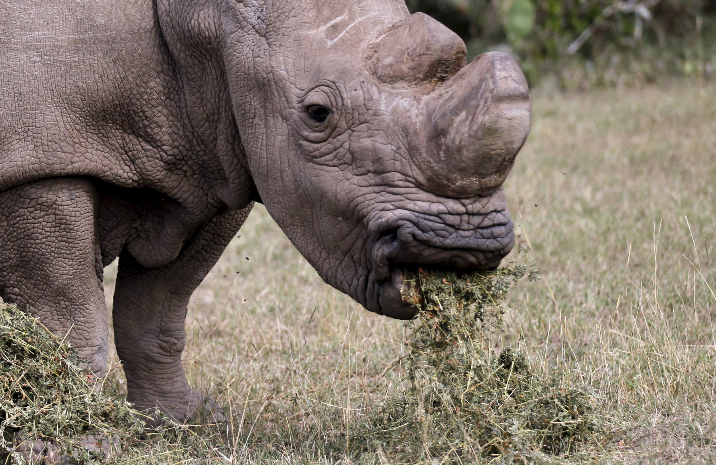 northern white rhinoceros.