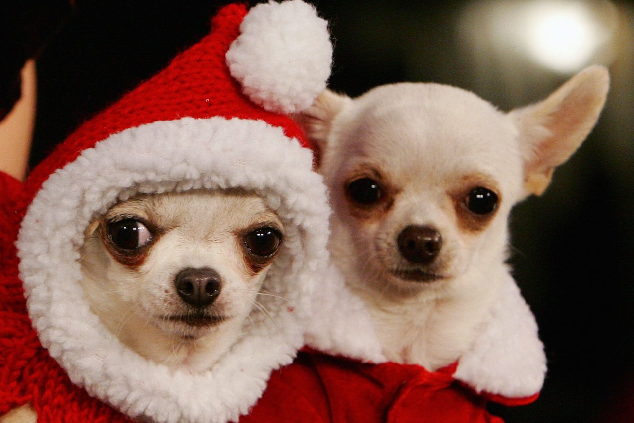 11_25_Christmas Dogs