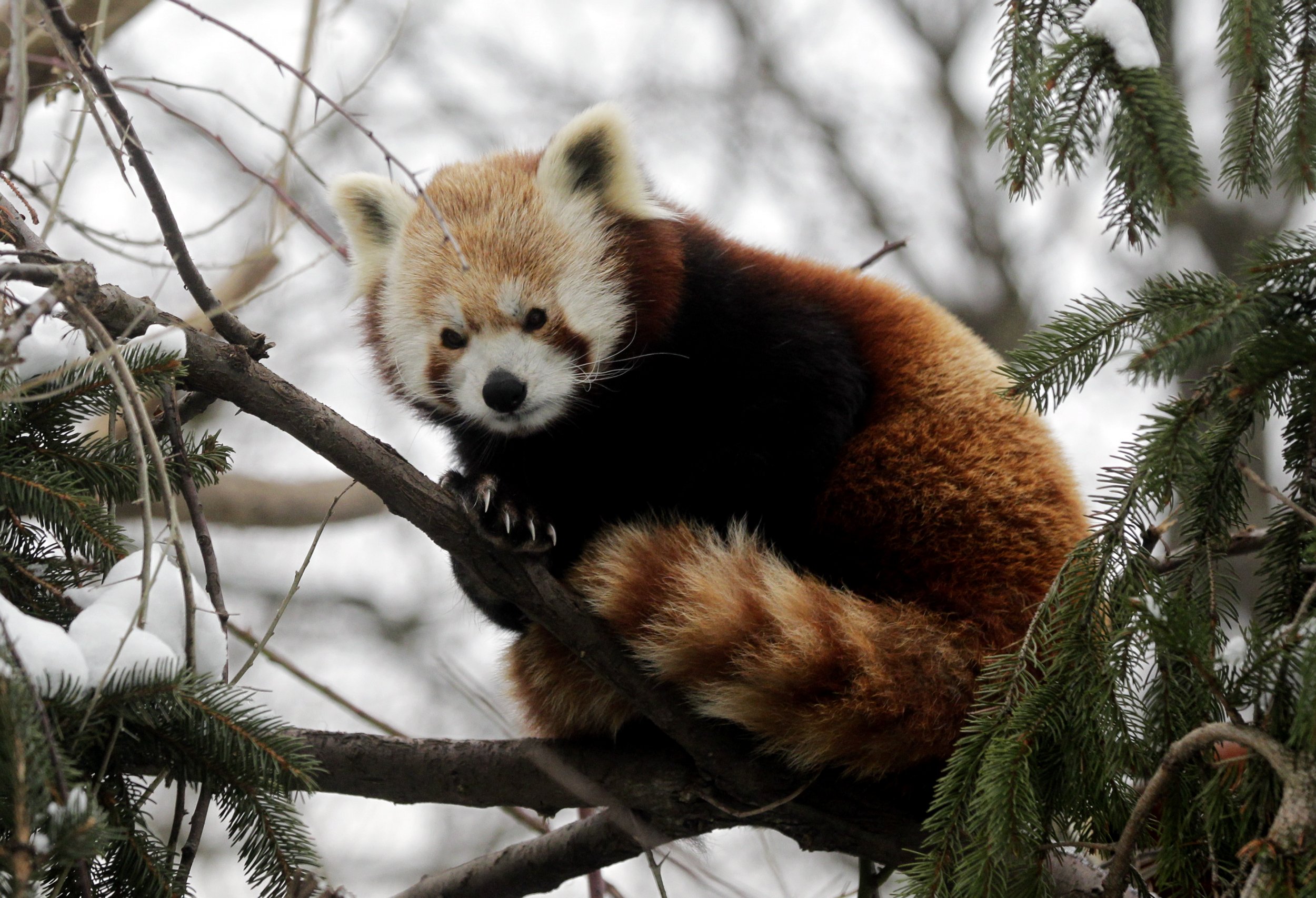 red panda