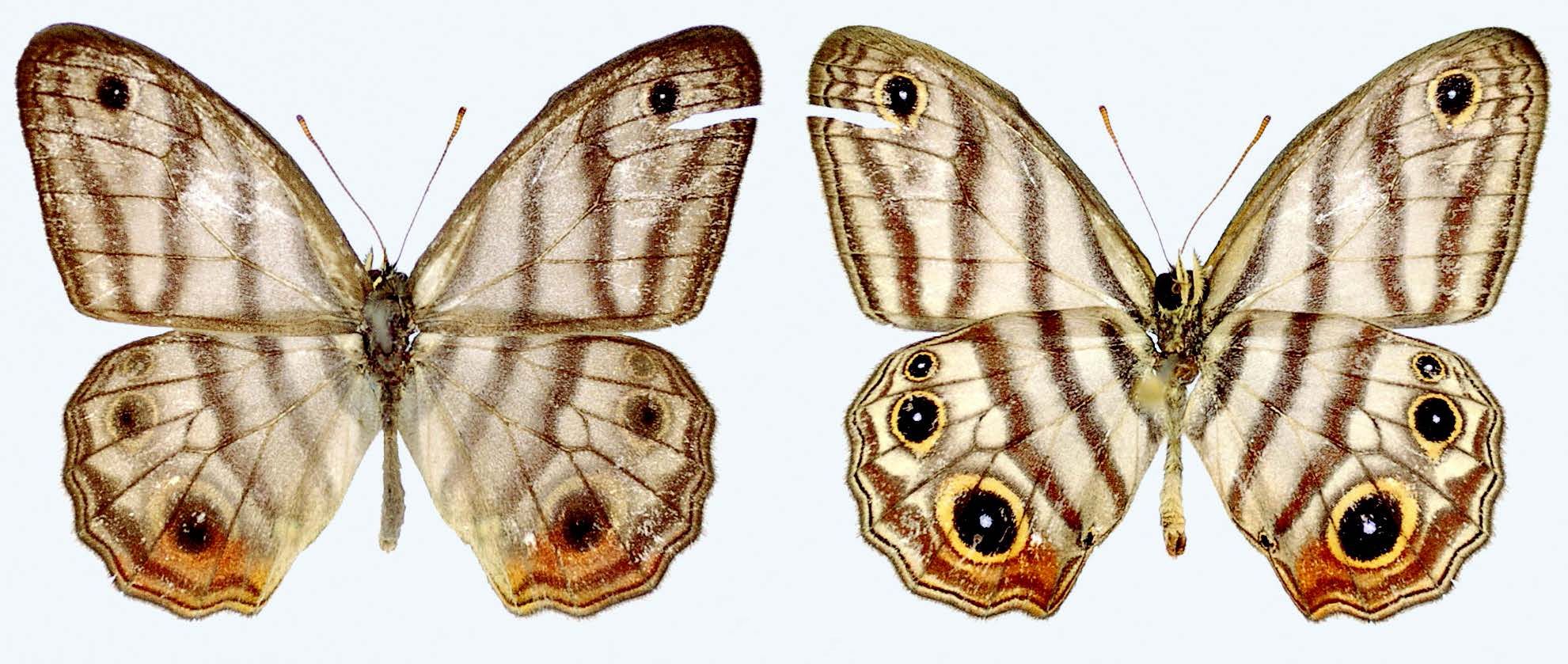 Striking New Butterfly Species Named After David Attenborough