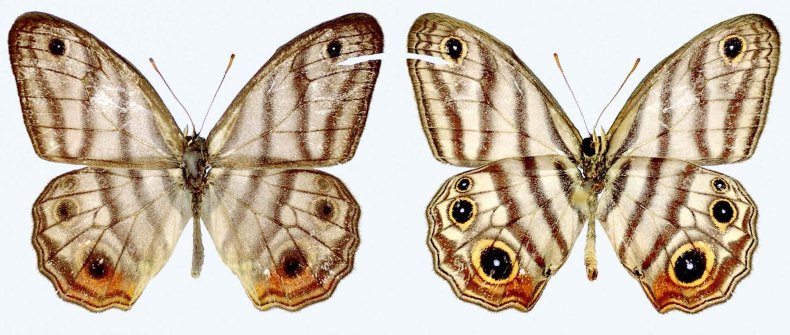 Attenboroughs-black-eyed-satyr-buterfly