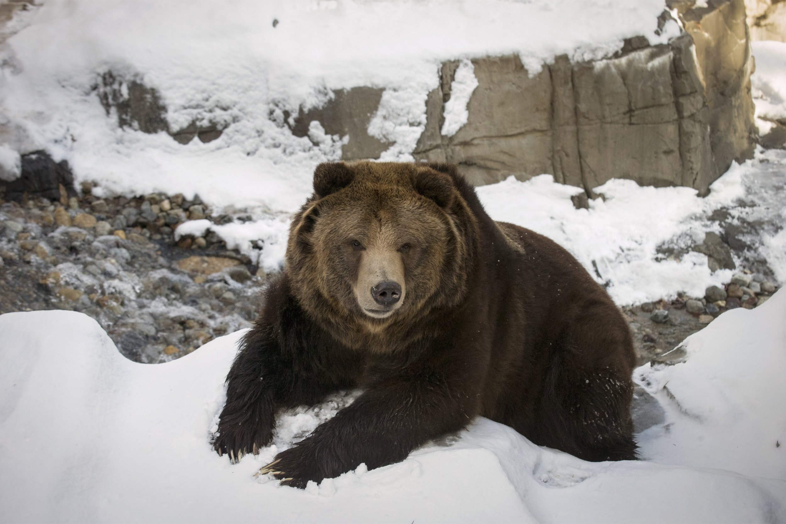 Grizzly Bears at the Central Park Zoo