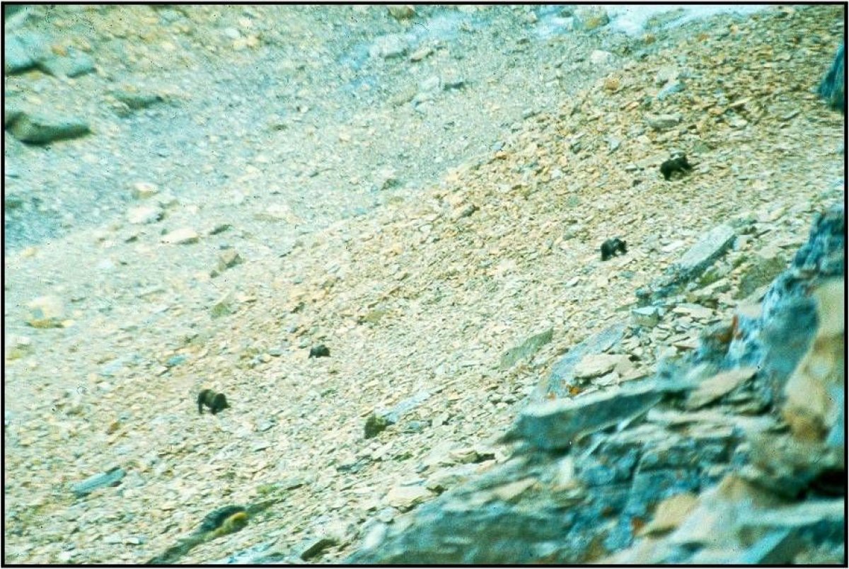 Bears on Vulture Peak, GNP