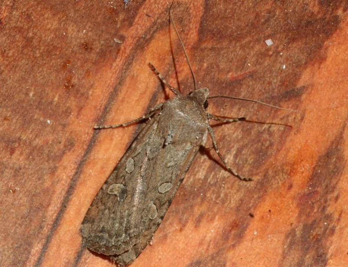 army-cutworm-moth-miller-moth