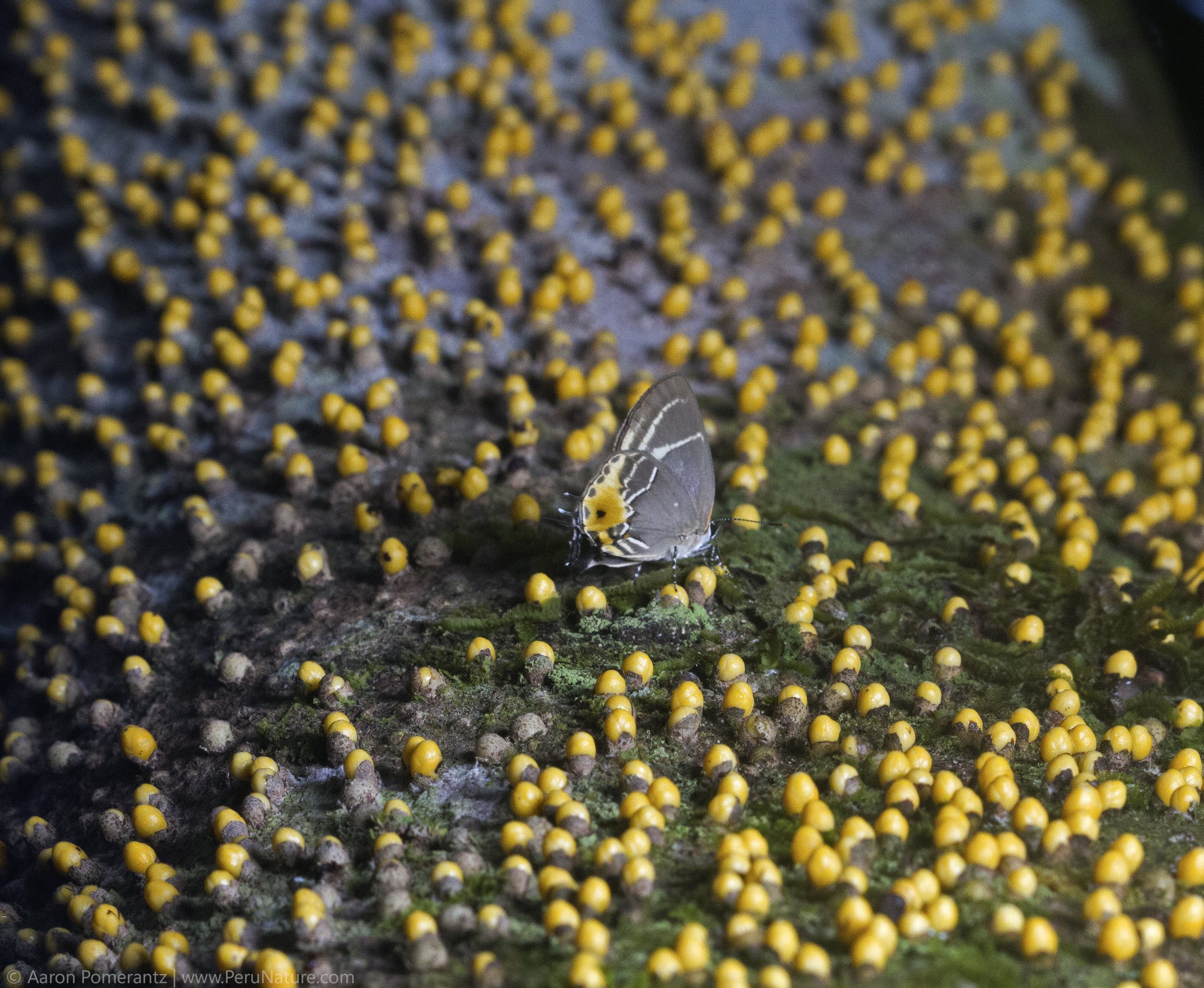 6 Butterfly on Tree