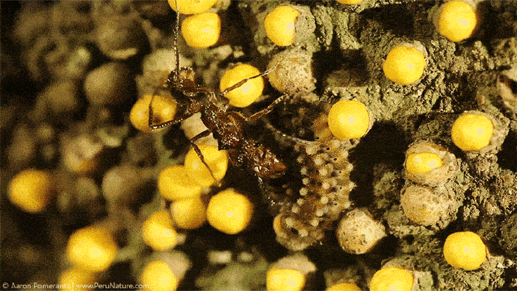 GIF_Cateprillar_Ant_Small_File GIF_Cateprillar_Ant_Small_File