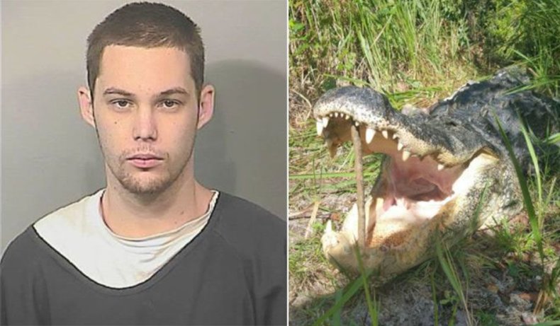 12_08_Alligator_01
