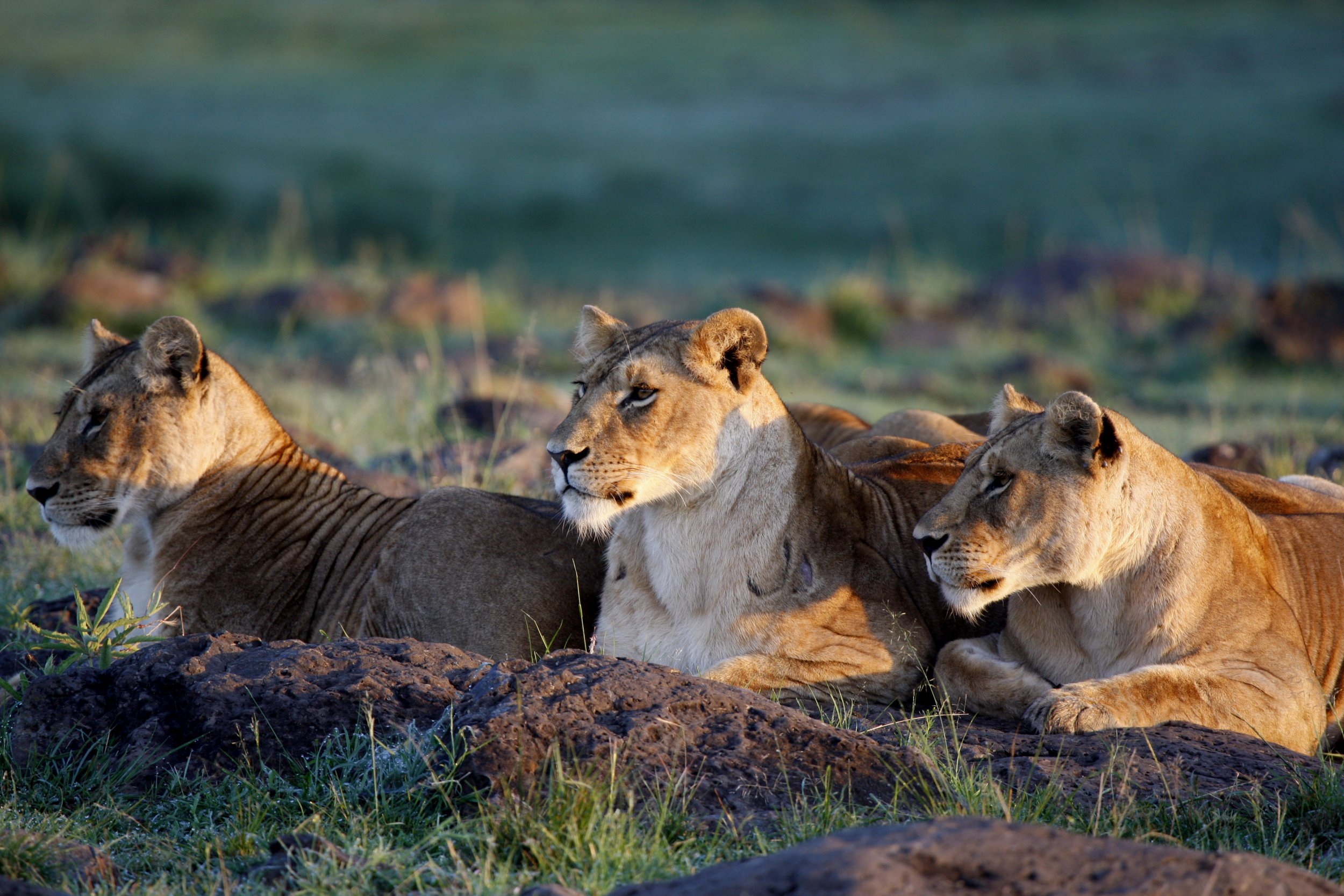 dead lions slow horses