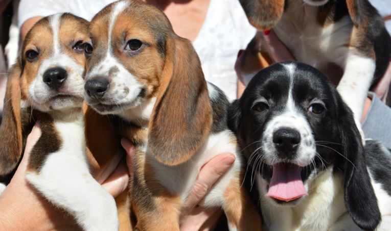 Puppies Born Via In Vitro Fertilization For First Time - Newsweek