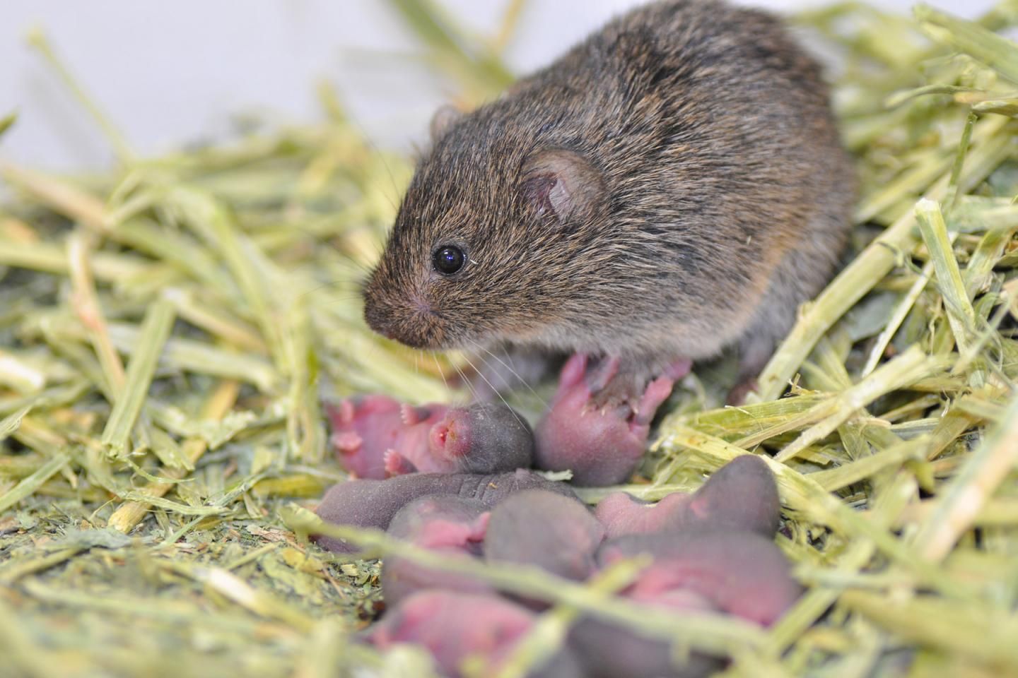 female-prairie-vole. 