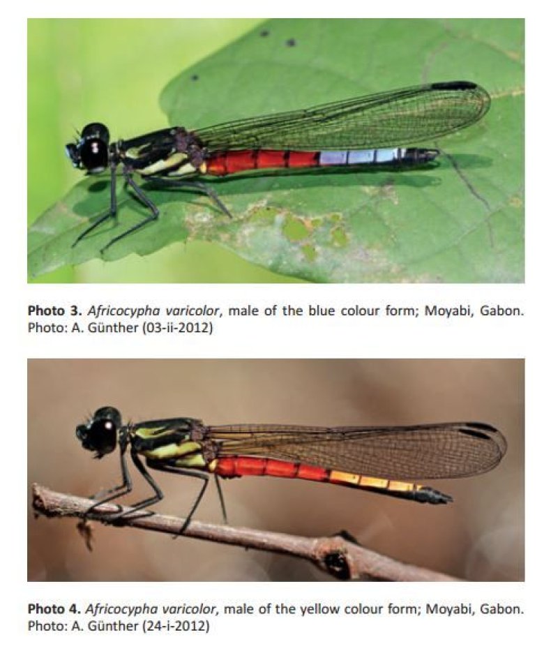 dragonflies-1
